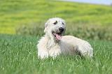 IRISH WOLFHOUND 202